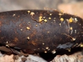 14 Hymenoscyphus epiphyllus su ghianda